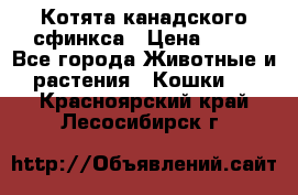 Котята канадского сфинкса › Цена ­ 15 - Все города Животные и растения » Кошки   . Красноярский край,Лесосибирск г.